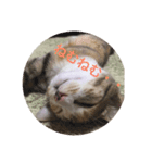 三毛猫ひまわり 白猫さくら（個別スタンプ：5）