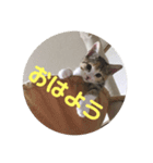 三毛猫ひまわり 白猫さくら（個別スタンプ：6）