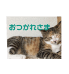 三毛猫ひまわり 白猫さくら（個別スタンプ：7）