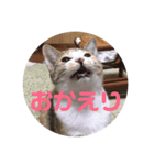 三毛猫ひまわり 白猫さくら（個別スタンプ：8）