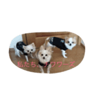 かわいいチワワーズ（個別スタンプ：1）