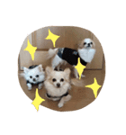 かわいいチワワーズ（個別スタンプ：2）