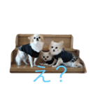 かわいいチワワーズ（個別スタンプ：3）
