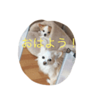 かわいいチワワーズ（個別スタンプ：6）