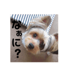 ゆずのスタンプです（個別スタンプ：2）