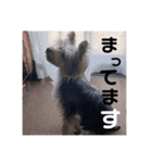 ゆずのスタンプです（個別スタンプ：5）