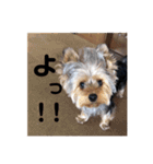 ゆずのスタンプです（個別スタンプ：7）