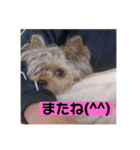 ゆずのスタンプです（個別スタンプ：13）