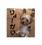 ゆずのスタンプです（個別スタンプ：14）