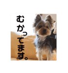 ゆずのスタンプです（個別スタンプ：15）