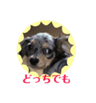 らぶわんこ②（個別スタンプ：20）