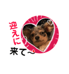 らぶわんこ②（個別スタンプ：21）