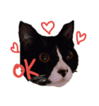 はちわれ猫ちゃん（個別スタンプ：1）