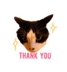 はちわれ猫ちゃん（個別スタンプ：2）