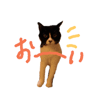 はちわれ猫ちゃん（個別スタンプ：4）