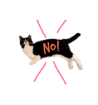 はちわれ猫ちゃん（個別スタンプ：6）