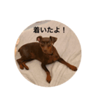 スタンプ オブ ベル（個別スタンプ：7）