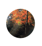 日本の紅葉（個別スタンプ：3）