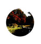 日本の紅葉（個別スタンプ：5）