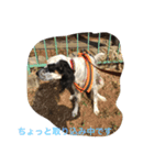 ろりおスタンプ1（個別スタンプ：4）