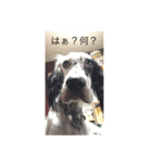ろりおスタンプ1（個別スタンプ：7）