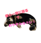 くうたんシリーズ（個別スタンプ：3）