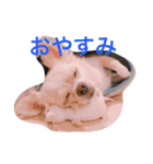 もこスタンプ2（個別スタンプ：9）