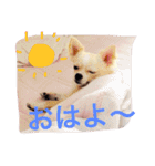 もこスタンプ2（個別スタンプ：15）