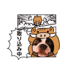 うちのボストンテリア。（個別スタンプ：13）