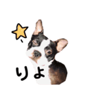 うちのボストンテリア。（個別スタンプ：24）