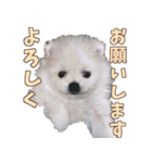 シェルポメスタンプ（個別スタンプ：3）