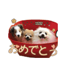 シェルポメスタンプ（個別スタンプ：5）