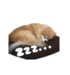 シェルポメスタンプ（個別スタンプ：9）