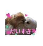 シェルポメスタンプ（個別スタンプ：20）