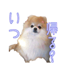 シェルポメスタンプ（個別スタンプ：34）