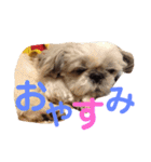 うちのわんこ＊チワワ＆シーズー＊（個別スタンプ：2）