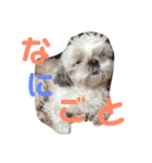 うちのわんこ＊チワワ＆シーズー＊（個別スタンプ：5）