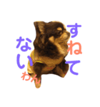 うちのわんこ＊チワワ＆シーズー＊（個別スタンプ：10）