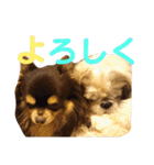 うちのわんこ＊チワワ＆シーズー＊（個別スタンプ：11）