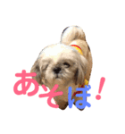 うちのわんこ＊チワワ＆シーズー＊（個別スタンプ：12）