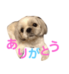 うちのわんこ＊チワワ＆シーズー＊（個別スタンプ：17）