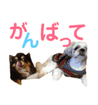 うちのわんこ＊チワワ＆シーズー＊（個別スタンプ：21）