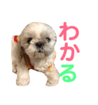 うちのわんこ＊チワワ＆シーズー＊（個別スタンプ：25）
