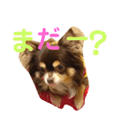 うちのわんこ＊チワワ＆シーズー＊（個別スタンプ：27）