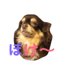 うちのわんこ＊チワワ＆シーズー＊（個別スタンプ：29）