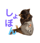 うちのわんこ＊チワワ＆シーズー＊（個別スタンプ：31）