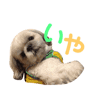 うちのわんこ＊チワワ＆シーズー＊（個別スタンプ：32）