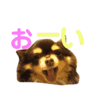 うちのわんこ＊チワワ＆シーズー＊（個別スタンプ：34）