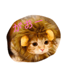 とるてさん2（個別スタンプ：2）
