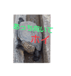森林  木の子（個別スタンプ：3）